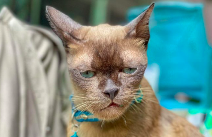 猫咪的脸被蜜蜂叮肿了 脸都好像有点磨损了 猫咪:一看把你也挠肿!(图1)