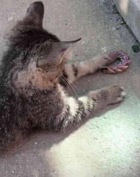 猫咪跑回去玩 出去时叼了个紫色东西 主人凑近一看后吓坏了(图1)