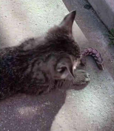 猫咪跑回去玩 出去时叼了个紫色东西 主人凑近一看后吓坏了(图4)