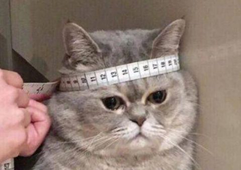 有猫了还想养以外宠物?网友:我看你是疯(图1)