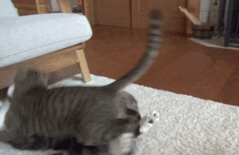 有猫了还想养以外宠物?网友:我看你是疯(图3)