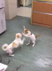 有猫了还想养以外宠物?网友:我看你是疯(图4)