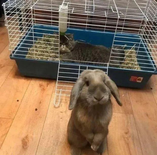 有猫了还想养以外宠物?网友:我看你是疯(图5)