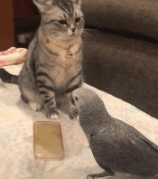 有猫了还想养以外宠物?网友:我看你是疯(图6)