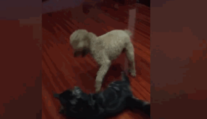 有猫了还想养以外宠物?网友:我看你是疯(图8)