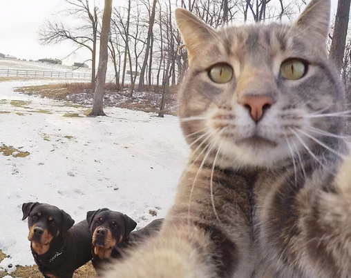 有猫了还想养以外宠物?网友:我看你是疯(图10)