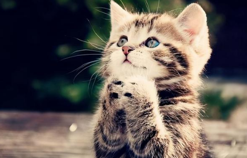 有猫了还想养以外宠物?网友:我看你是疯(图11)