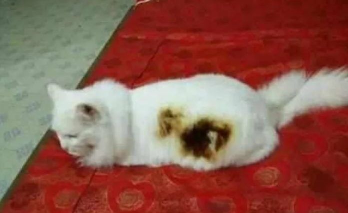 猫咪电暖旁室内取暖 竟“迷糊”到把自己烤糊 主人看了大笑不已(图2)