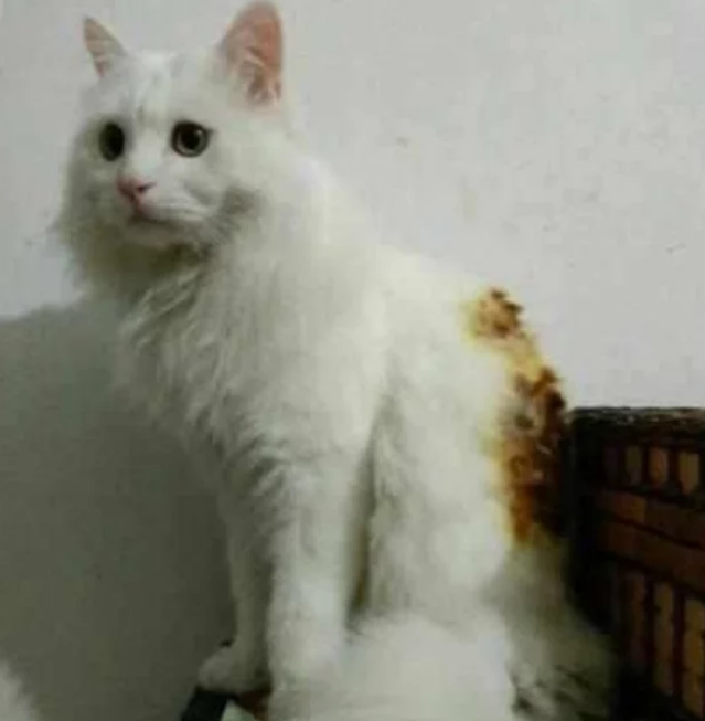 猫咪电暖旁室内取暖 竟“迷糊”到把自己烤糊 主人看了大笑不已(图1)