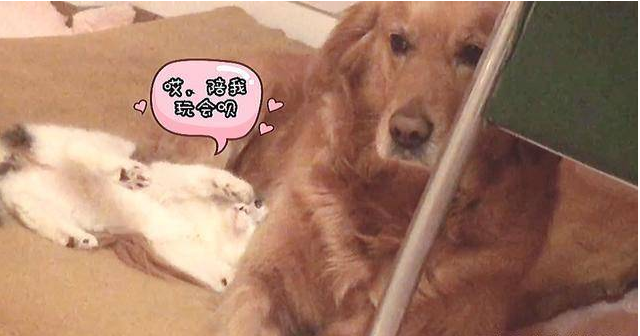 这只捡出去的流浪猫不仅仅被人欺负狗 还被人欺负人 也能要吗？(图1)