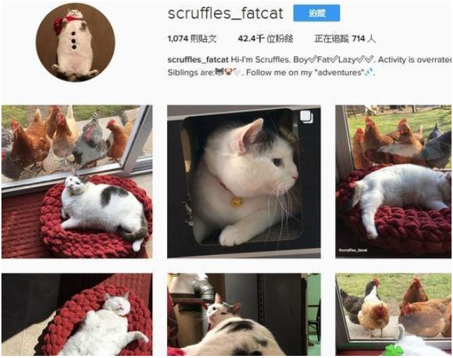 每天晚上被一群鸡看热闹的猫咪 猫：别看啦 不过那是肉多这样一点点啦(图1)