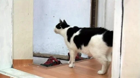 敢问主人已离世 猫咪不愿意进食 一天守在门口等主人回家去(图2)