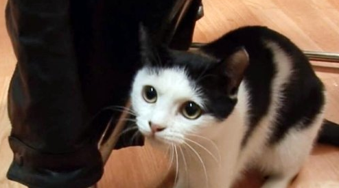 敢问主人已离世 猫咪不愿意进食 一天守在门口等主人回家去(图1)