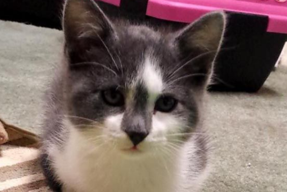 回去玩送回一只弟弟网友灾区捐款帮猫兄弟两在一起(图1)