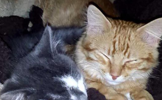 回去玩送回一只弟弟网友灾区捐款帮猫兄弟两在一起(图2)