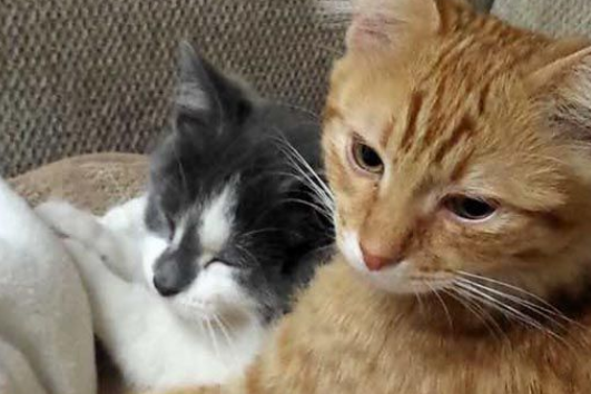 回去玩送回一只弟弟网友灾区捐款帮猫兄弟两在一起(图3)