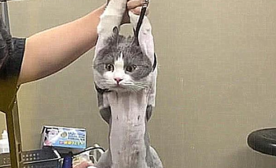 猫咪做绝育手术 兽医一直没动刀 走出手术室仔细看了看 没了尊严(图1)