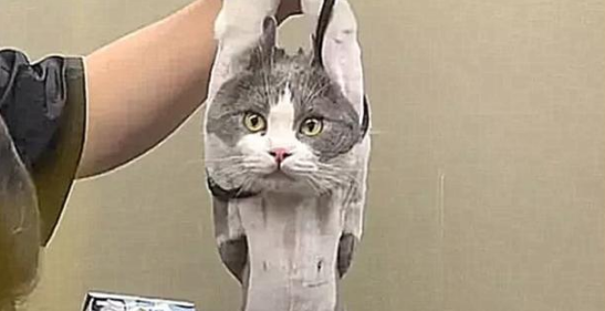 猫咪做绝育手术 兽医一直没动刀 走出手术室仔细看了看 没了尊严(图2)