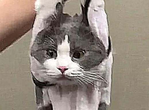 猫咪做绝育手术 兽医一直没动刀 走出手术室仔细看了看 没了尊严(图3)