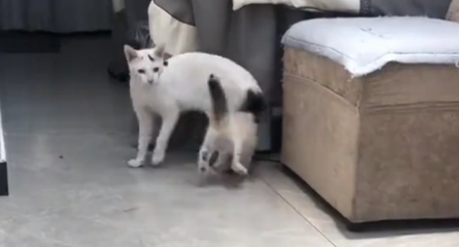 我的猫丢失 最后陡然间被收留的流浪猫找过来了(图1)