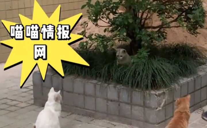 我的猫丢失 最后陡然间被收留的流浪猫找过来了(图2)