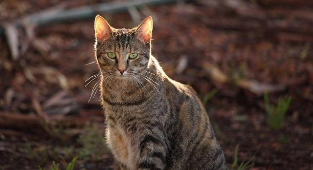 猫会被鱼刺卡到吗（猫吃鱼我想知道为什么一向不怕鱼刺卡到）(图1)