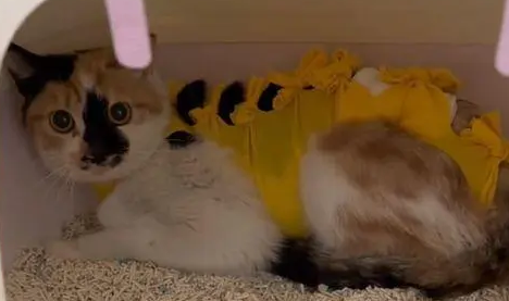 捡回来猫绝育后很凶 女子直接搬来它的妈妈(图1)