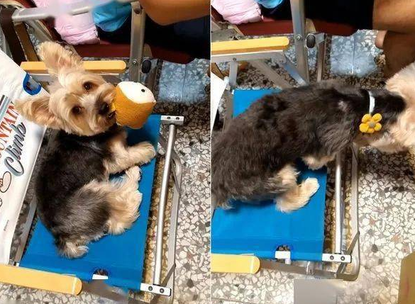 “妈妈要坐椅子”：一句话看得出养猫和养狗的区别！(图2)