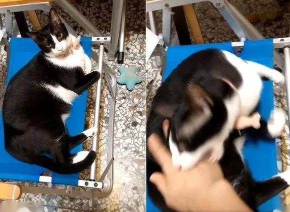 “妈妈要坐椅子”：一句话看得出养猫和养狗的区别！(图1)