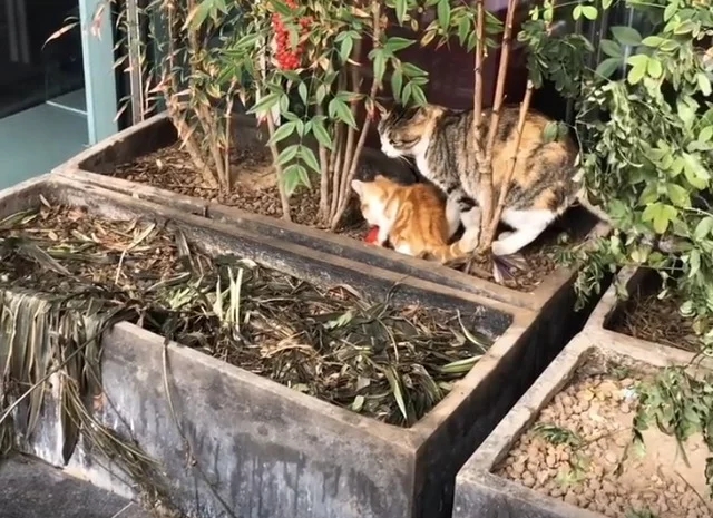 本想拍池子里的鱼 却发现自己岸边弓着背流浪猫 凑上前去后：竟然会在钓鱼？(图3)