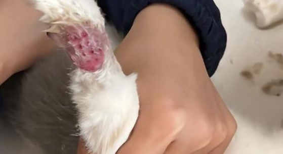 猫鞋设计不合理 变得虐猫工具！(图2)