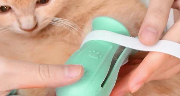 猫鞋设计不合理 变得虐猫工具！(图3)