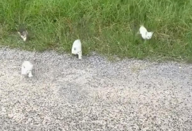 在马路上偶遇一只小喵咪 终点站下车被数只猫咪团团包围“收下你的小鱼干”(图2)