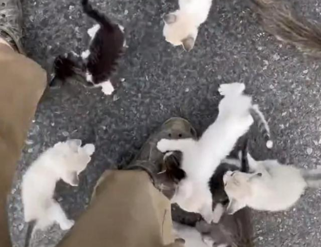 在马路上偶遇一只小喵咪 终点站下车被数只猫咪团团包围“收下你的小鱼干”(图3)