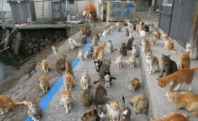 日本“猫岛”:5万多只猫 吃干净岛上老鼠后 在家自学下海捕鱼(图1)