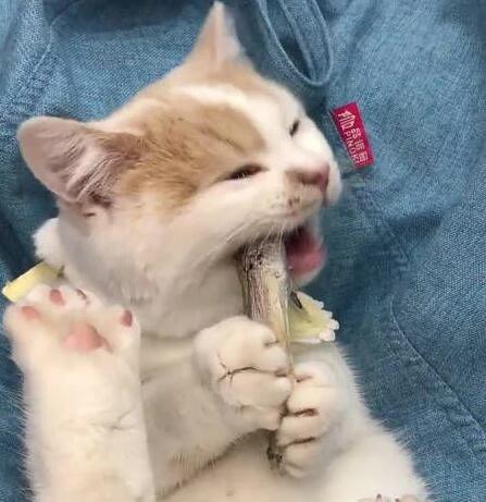 主人不愿意宝宝吃果冻 猫咪“神助攻”：“垃圾食品”一概丢弃！(图2)