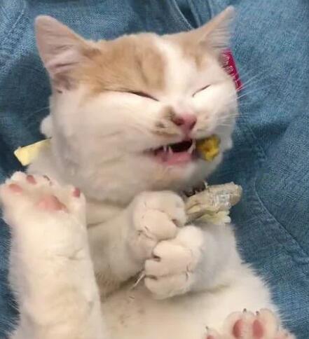 主人不愿意宝宝吃果冻 猫咪“神助攻”：“垃圾食品”一概丢弃！(图3)