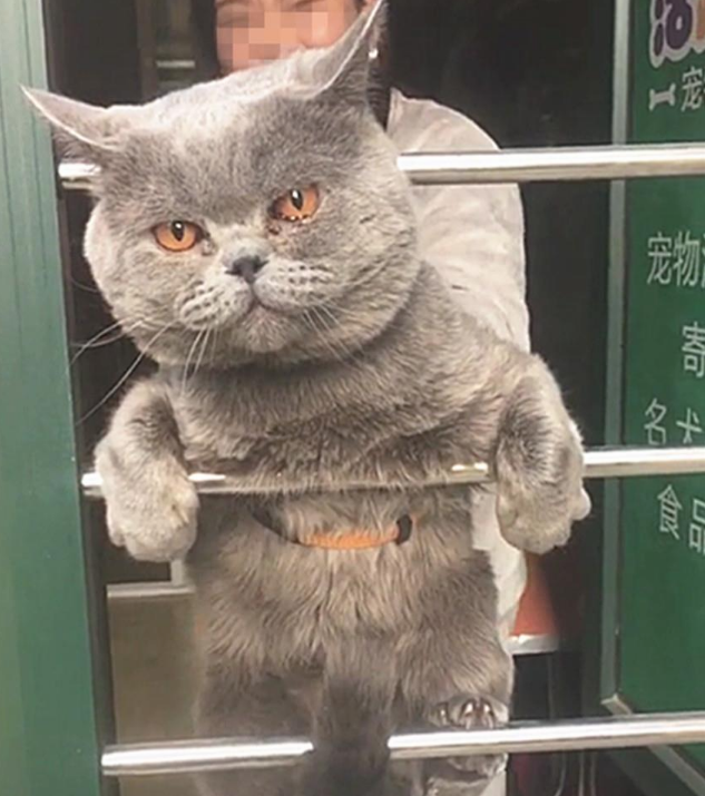 一只逃跑被抓出去冲澡的猫：我和我结果的倔强 握起爪子绝对不放(图3)