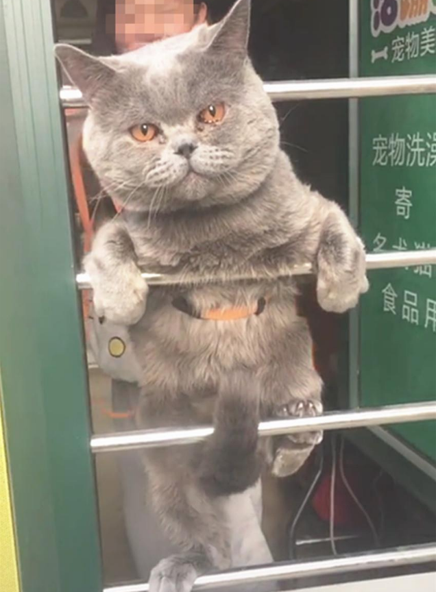 一只逃跑被抓出去冲澡的猫：我和我结果的倔强 握起爪子绝对不放(图4)