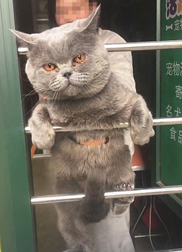一只逃跑被抓出去冲澡的猫：我和我结果的倔强 握起爪子绝对不放(图5)