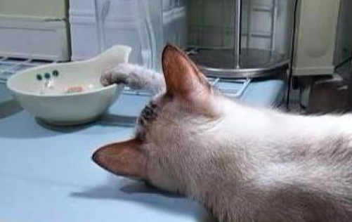 猫咪装模作样饭桌前睡着觉 主人一走马上下来偷嘴 太有心机了吧!(图1)