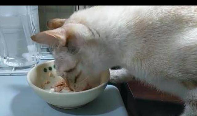 猫咪装模作样饭桌前睡着觉 主人一走马上下来偷嘴 太有心机了吧!(图3)