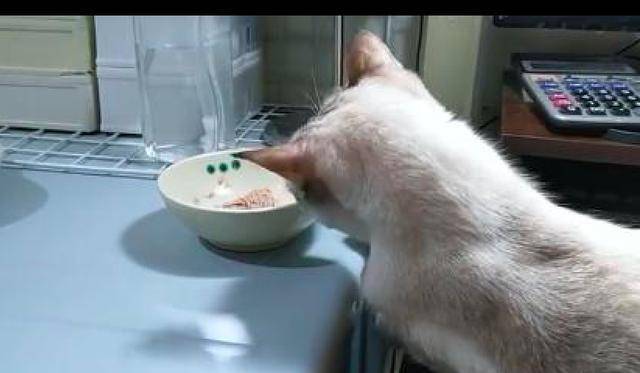猫咪装模作样饭桌前睡着觉 主人一走马上下来偷嘴 太有心机了吧!(图2)