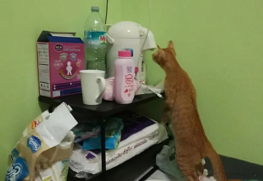 猫咪偷偷溜进婴儿房 最终实在没想到这么特别暖心！(图2)