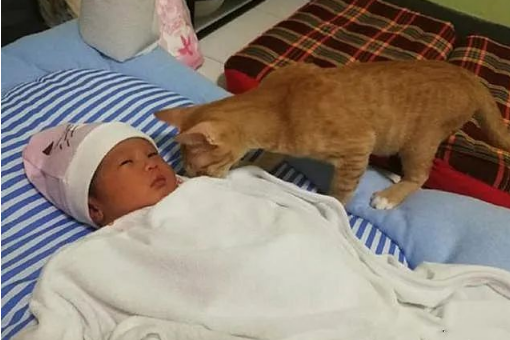 猫咪偷偷溜进婴儿房 最终实在没想到这么特别暖心！(图1)