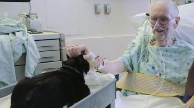 街猫一夕之间成治疗猫每隔一天搭推车巡房(图1)