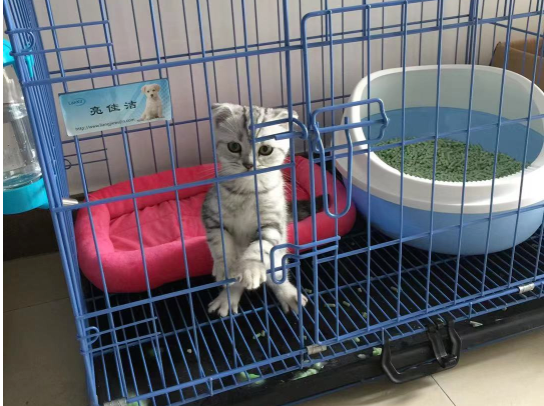 啥家庭条件呀 就能供得起两只猫？(图1)