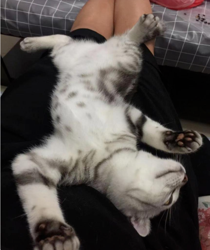 啥家庭条件呀 就能供得起两只猫？(图2)