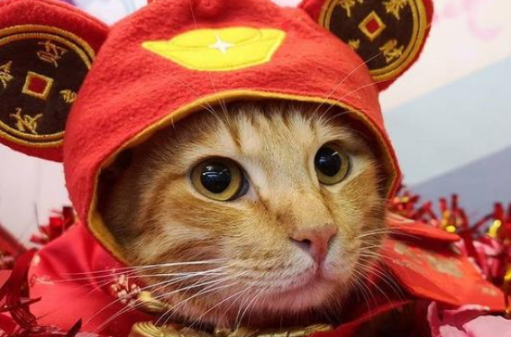 家猫最好别的旧玩具 被主人当垃圾丢弃 在流浪猫眼中竟成了宝贝(图1)