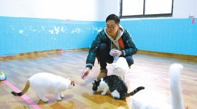 商丘小伙被收留40多只流浪猫奖学金制30余万锻铸猫咪豪宅(图1)